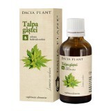 Tinctură de Talpa Gastei, 50 ml, Dacia Plant