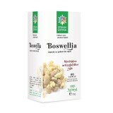 Boswellia, 60 capsule, Steaua Divină